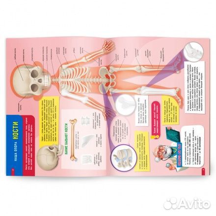 Мой первый атлас. Тело человека (с наклейками)