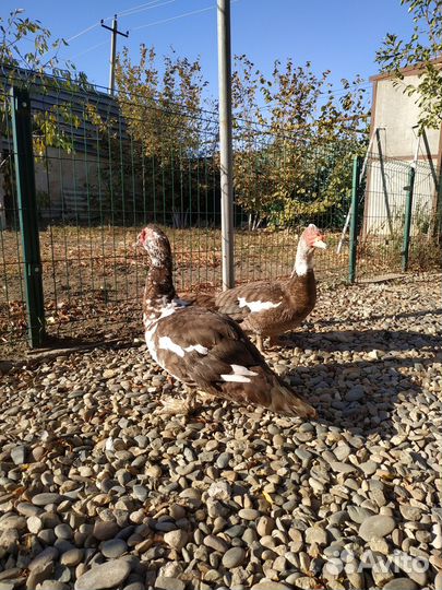 Индоутки на племя