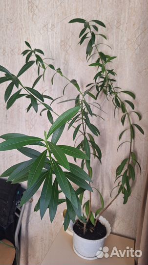 Цветы домашние в горшках