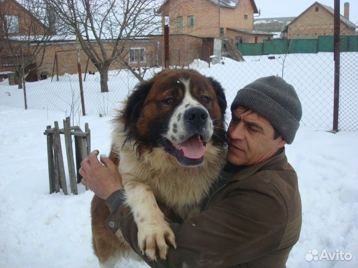 Продажа щенков