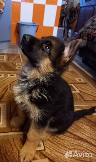 Немецкая овчарка