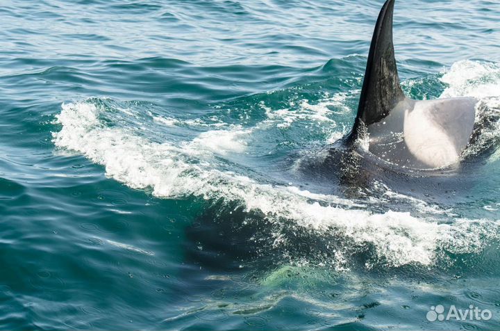 Бухта Русская.Морская экскурсия/прогулка