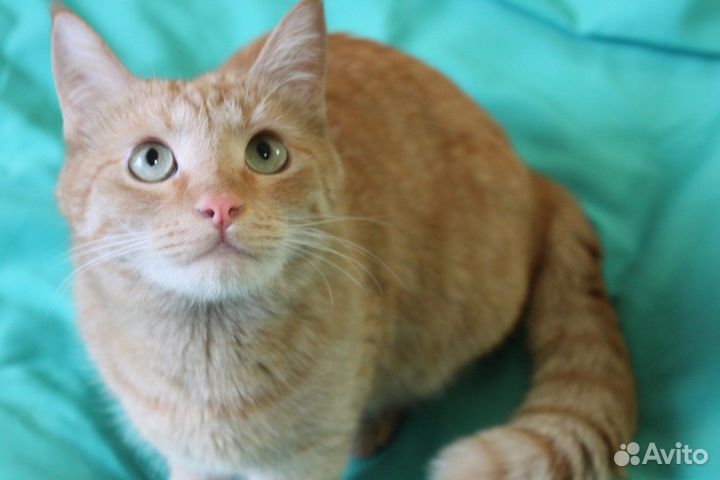 Рыжик котик в добрые руки