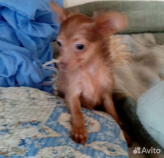 Мини той-терьер щенки