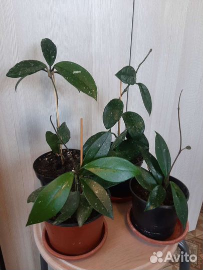 Цветы комнатные