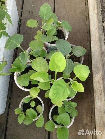 Рассада овощей, хризантема