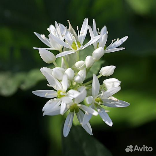 Черемша, дикий чеснок, Allium ursinum, Лук медвежи