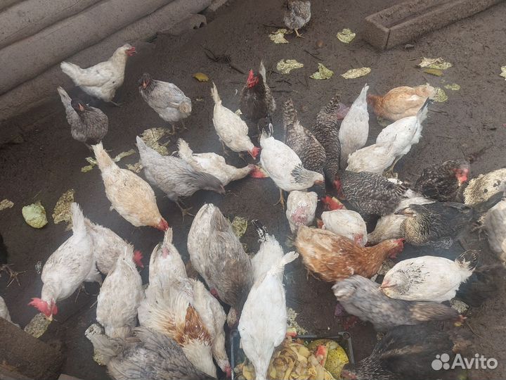 Куры молодки несушки