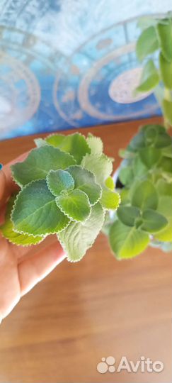 Комнатные растения