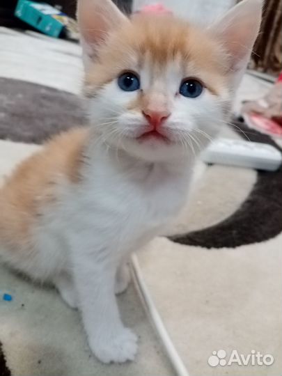 Котята в добрые руки бесплатно