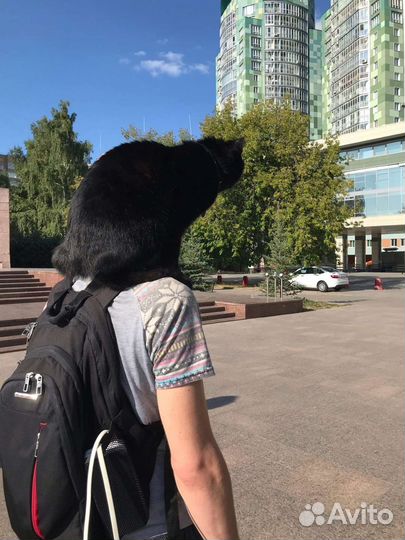 Котята Японский бобтейл, микрорысь