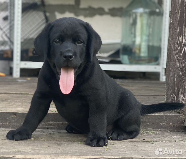 Щенки лабрадора