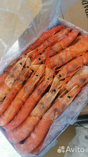 Лангустины l1