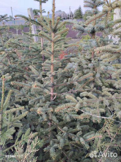 Ель голубая 1.5- 2.2 метра