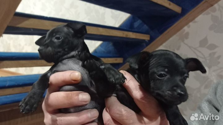 Той-терьер щенки