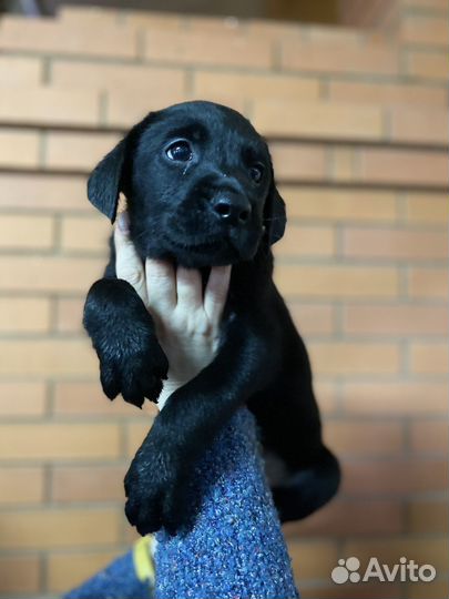 Щенки лабрадора черные