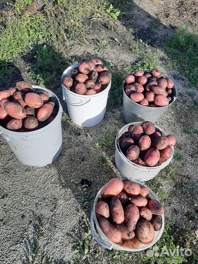 Продам картофель
