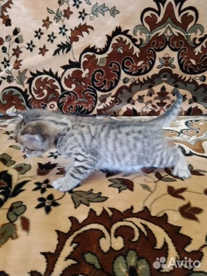 Красивые котята