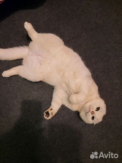 Продам кота породы шотландская вислоухая