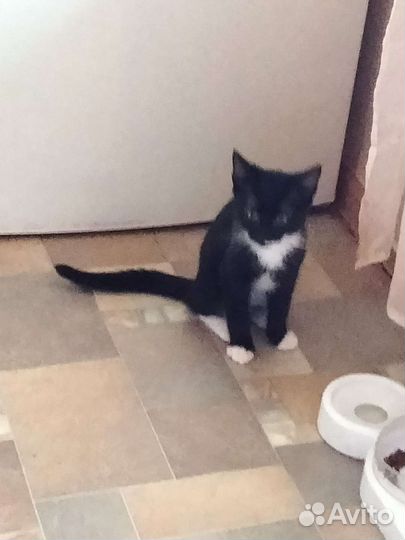 Котенок в дар бесплатно