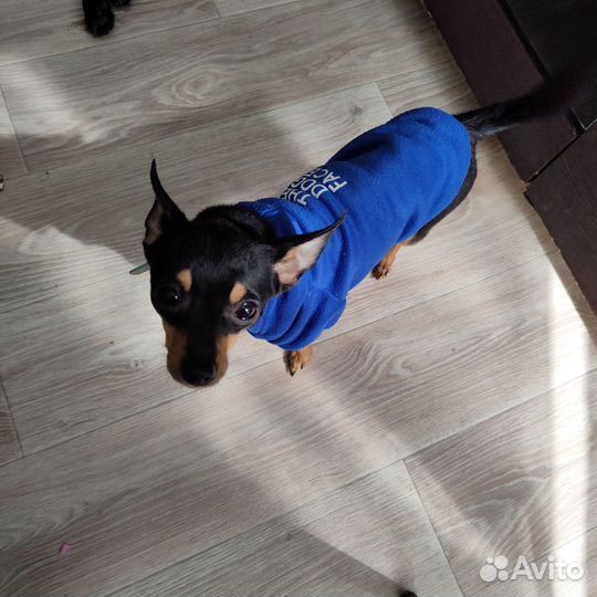 Вязка Мини той-терьер