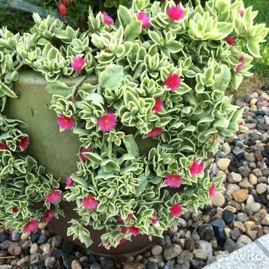 Аптения (рассада)