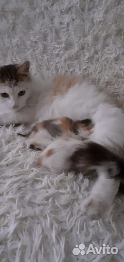 Котята в добрые руки бесплатно