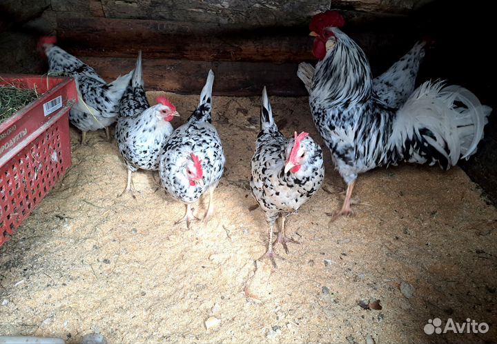 Инкубационное яйцо леггорн далматинец