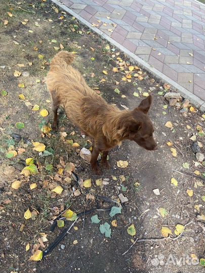 Небольшая собака ищет передержку или дом