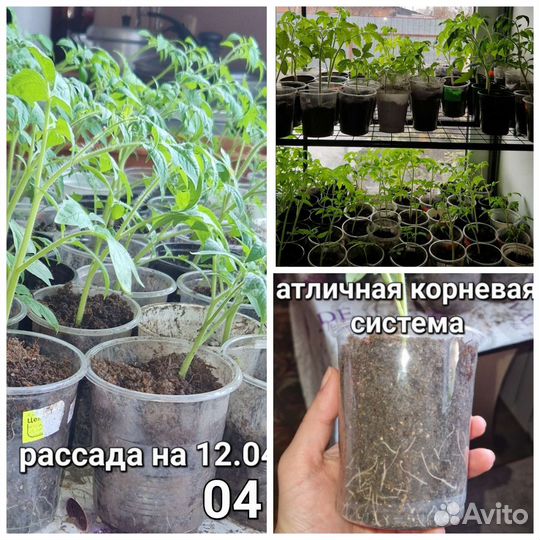 Рассада редких сортов помидор