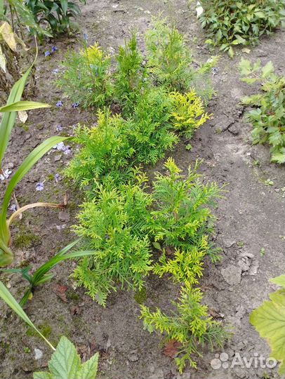 Туя смарагд