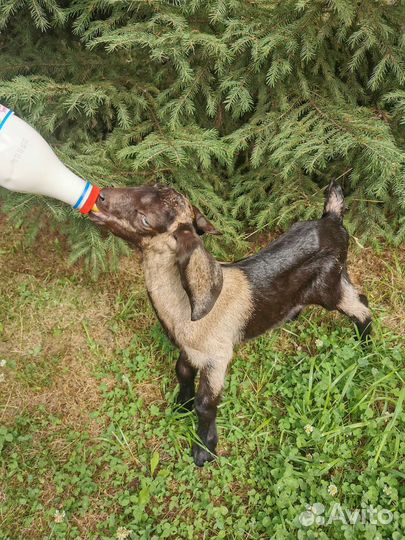 Козочки англо-нубийские