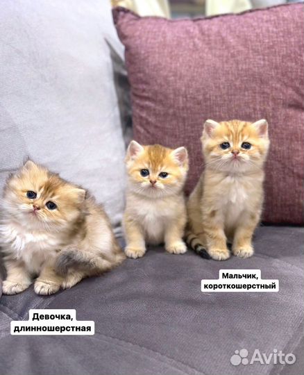 Британские котята золотая шиншилла