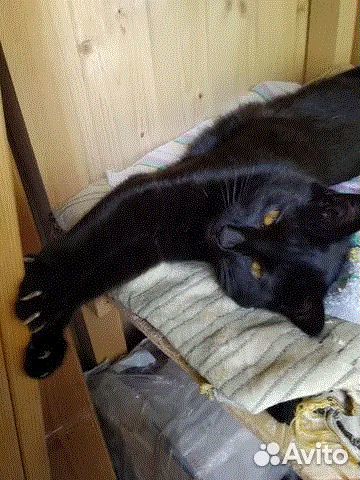 Чисто чёрная ласковая кошечка Ночь привезут к нам