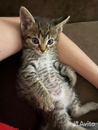 Кот на вязку