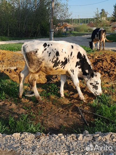 Телки стельные