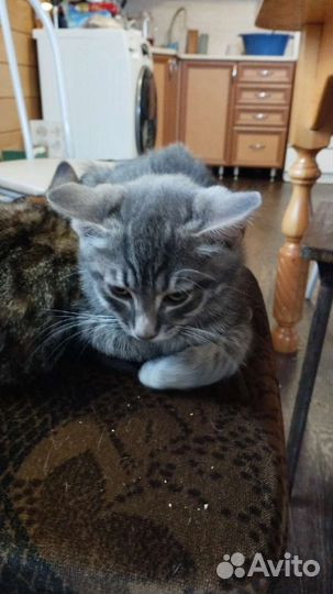 Котята ищут дом, читай в описании