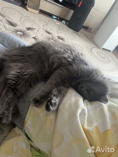 Отдам в добрые руки кошку