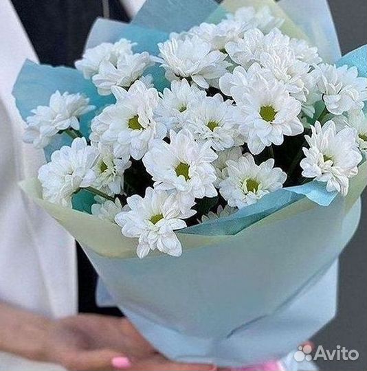 Хризантема