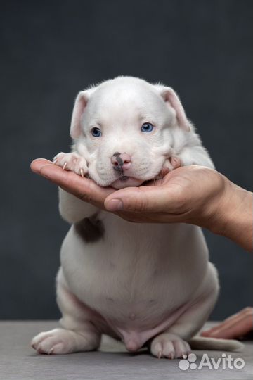 Щенки Американские булли