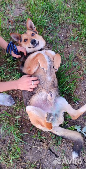 Отдаю в добрые руки