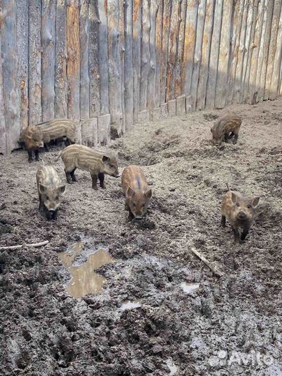 Поросята кармалы