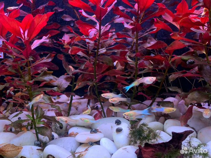 Рыбки Гуппи эндлера голубое золото, анциструсы