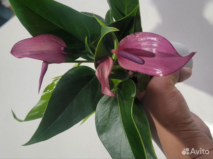 Антуриум зизу