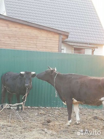 Две стельные нетели