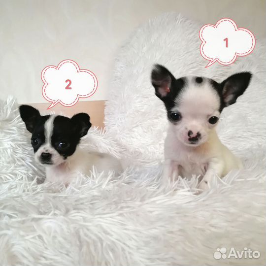 Чихуахуа мини девочка щенки