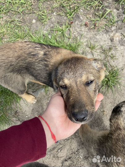 Щенок в добрые руки