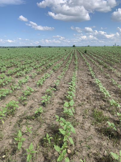 Участок 23,69 га (СНТ, ДНП)