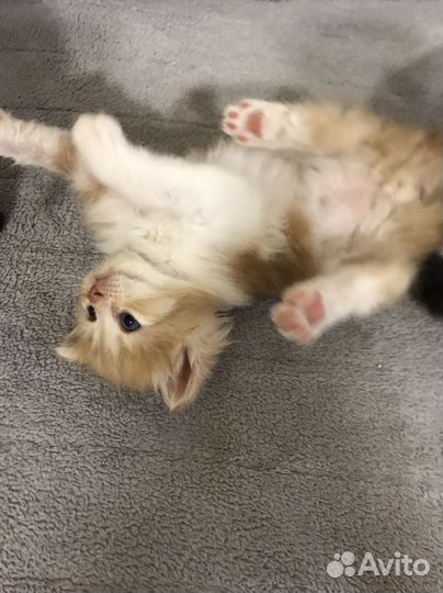 Отдаем котят