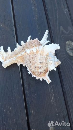 Ракушка морская раковина большая
